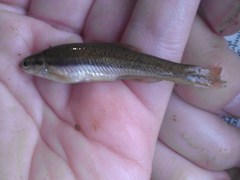 Chrosomus cumberlandensis