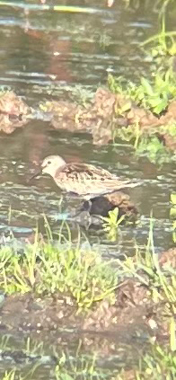 Dunlin