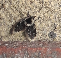 Lepiseodina conspicua