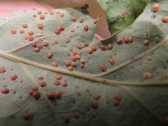 Neuroterus tantulus