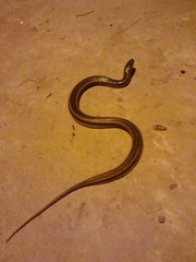 Helicops infrataeniatus