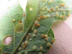 Neuroterus tantulus