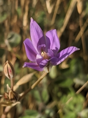 Brodiaea jolonensis