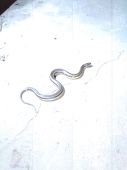 Helicops infrataeniatus