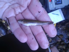 Chrosomus cumberlandensis