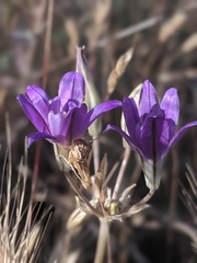 Brodiaea jolonensis
