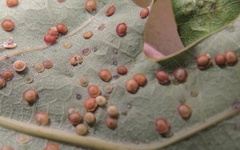 Neuroterus tantulus