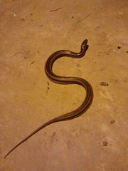 Helicops infrataeniatus