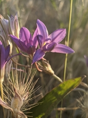 Brodiaea jolonensis