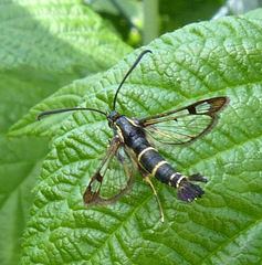Synanthedon tipuliformis