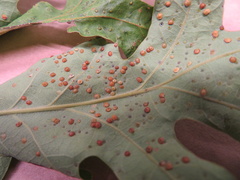 Neuroterus tantulus