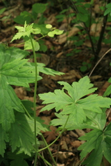 Geranium wlassovianum