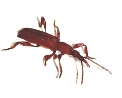Trachelizini