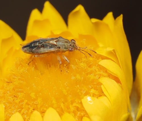 Germalus observed 2026-10-06