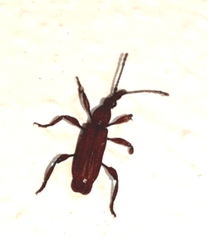 Trachelizini
