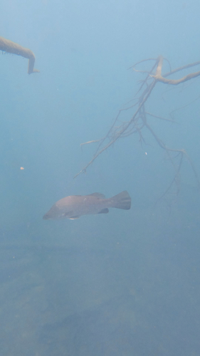 Barramundi