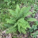 Narrow-leaved Glade Fern - Photo (c) Emily Summerbell, some rights reserved (CC BY), uploaded by Emily Summerbell