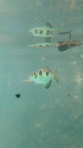 Spotted Archerfish