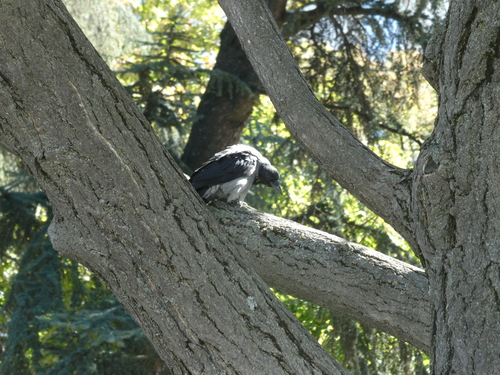 Hooded Crow