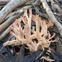 Ramaria botrytoides