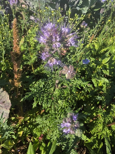 Lacy phacelia