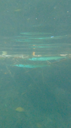Freshwater Longtom