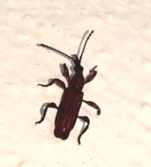 Trachelizini