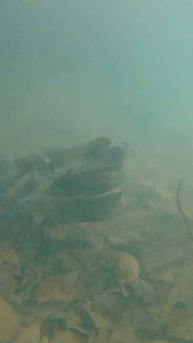 Black Catfish