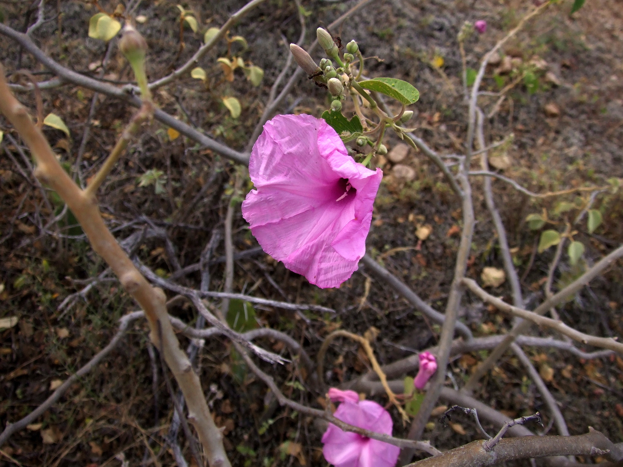 Ipomoea carnea image