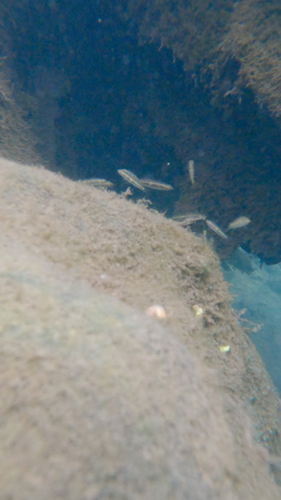 Empire Gudgeon