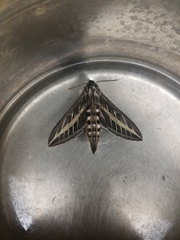 Hyles lineata