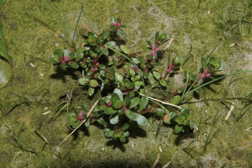 Rotala indica observed 2026-10-04