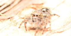 Phidippus putnami