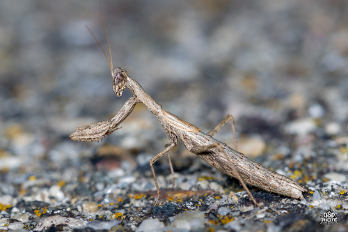 Heldreich's Dwarf Mantis