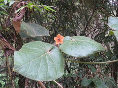 Bruceholstia magnifolia
