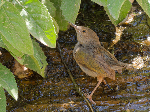 iNaturalist image