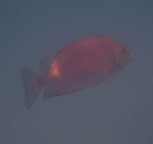 Siganus guttatus observed 2026-10-03