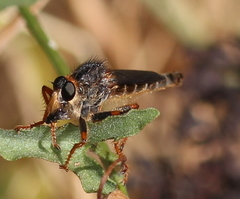 Stenopogoninae