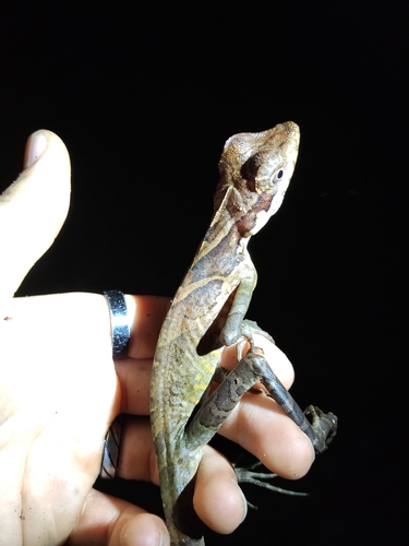 Gonocephalus grandis observed 2026-10-05
