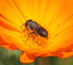 Osmia coloradensis