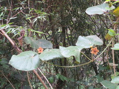 Bruceholstia magnifolia