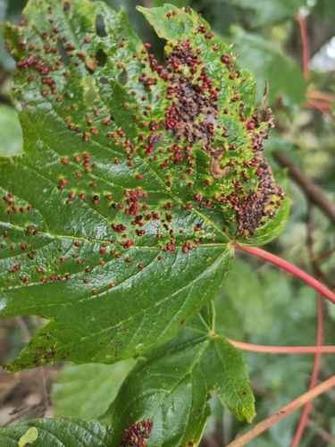 Sycamore Cherry Mite