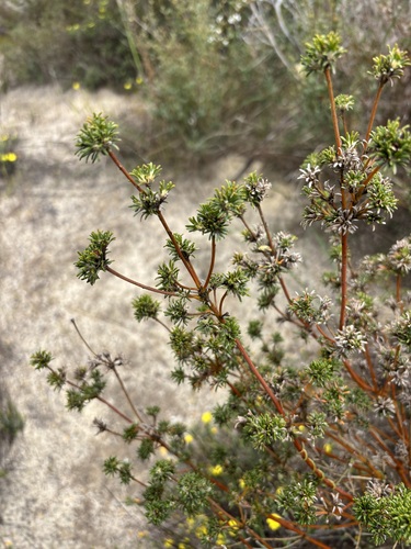 Phyllota, 2026-10-06