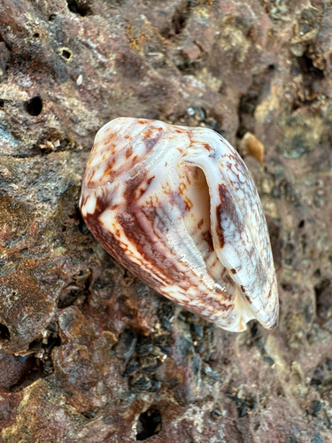 Conus victoriae observed 2026-10-06