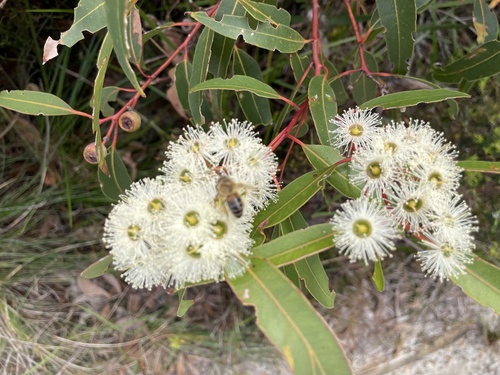 Eucalyptus marginata observed 2026-10-06