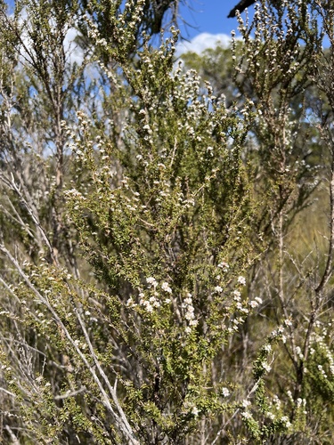 Taxandria parviceps, 2026-10-04