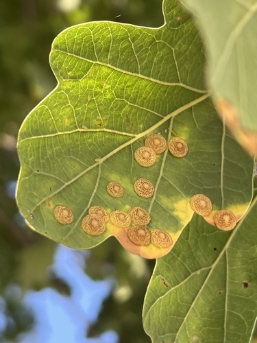 Common Spangle Gall Wasp