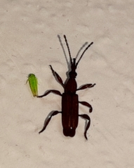 Trachelizini
