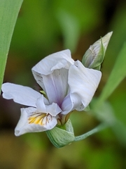 Iris tenuis