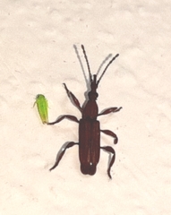 Trachelizini